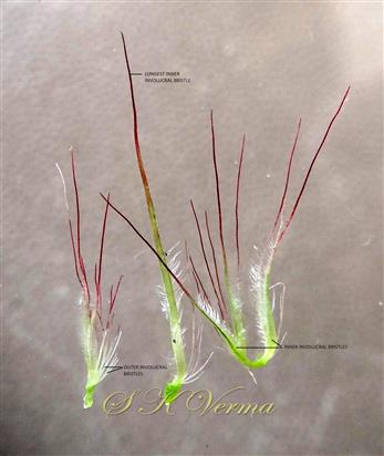  Involucre